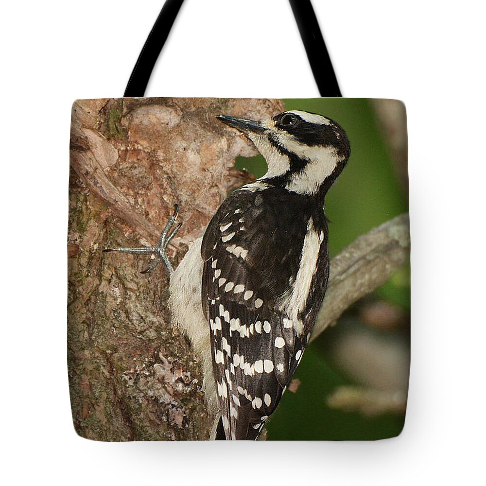 Bird Tote Bag featuring the photograph Hairy Woodpecker #3 by Alan Lenk