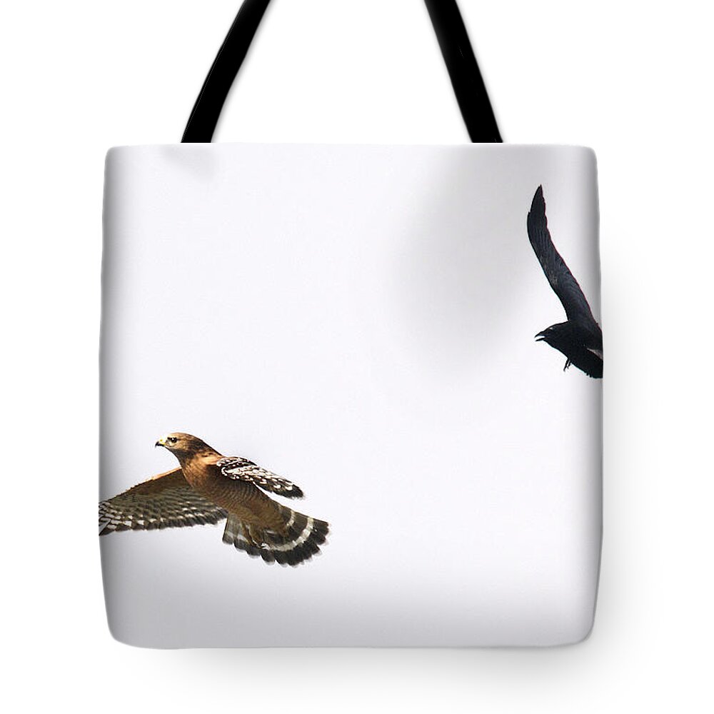 Hawk Tote Bag featuring the photograph Hawk Flying #3 by Marc Bittan