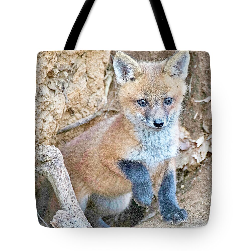 Kit Fox Tote Bag featuring the photograph Kit Fox, Animal Portrait #1 by A Macarthur Gurmankin