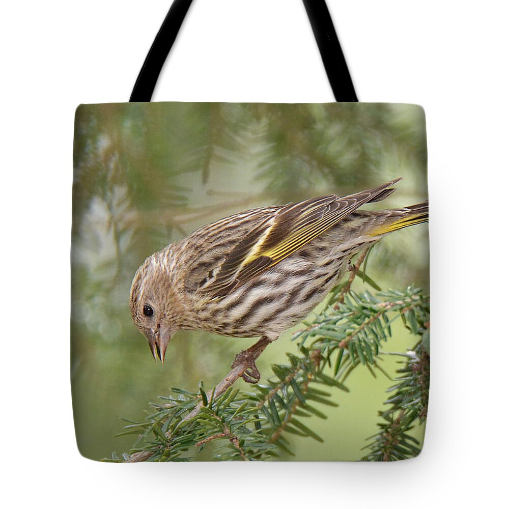Bird Tote Bag featuring the photograph Pine Siskin #3 by Alan Lenk