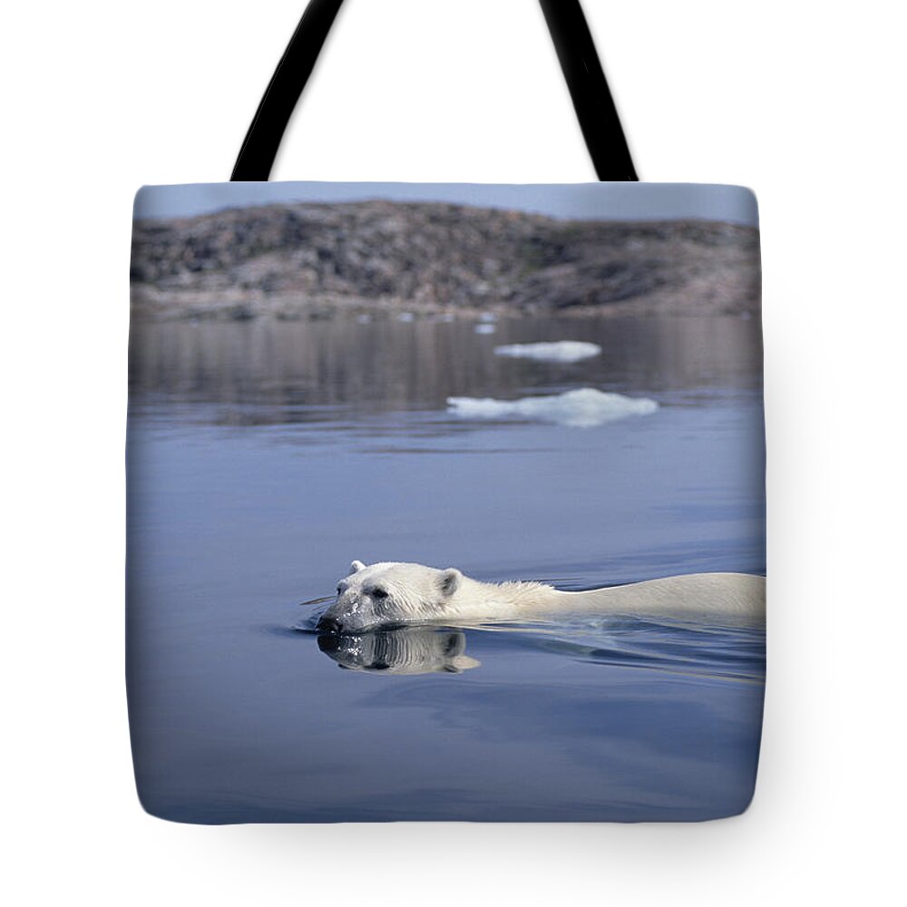 Mp Tote Bag featuring the photograph Polar Bear Swimming Wager Bay Canada #3 by Flip Nicklin