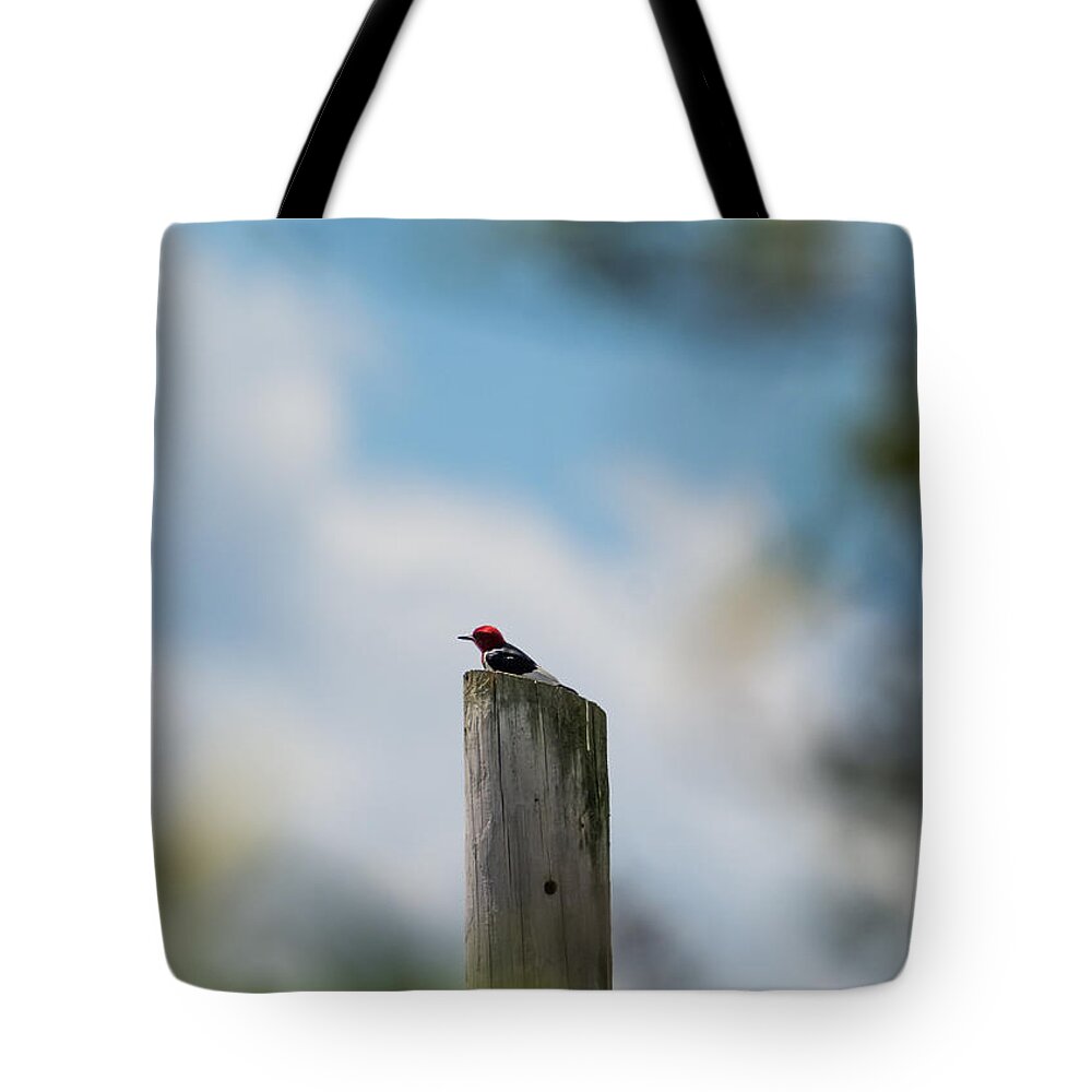 Red-headed Woodpecker Tote Bag featuring the photograph Red-Headed Woodpecker by Holden The Moment