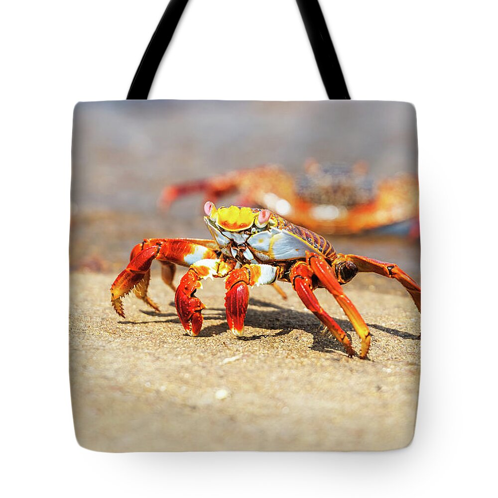 Galapagos Islands Tote Bag featuring the photograph Sally Lightfoot crab on Galapagos Islands #3 by Marek Poplawski