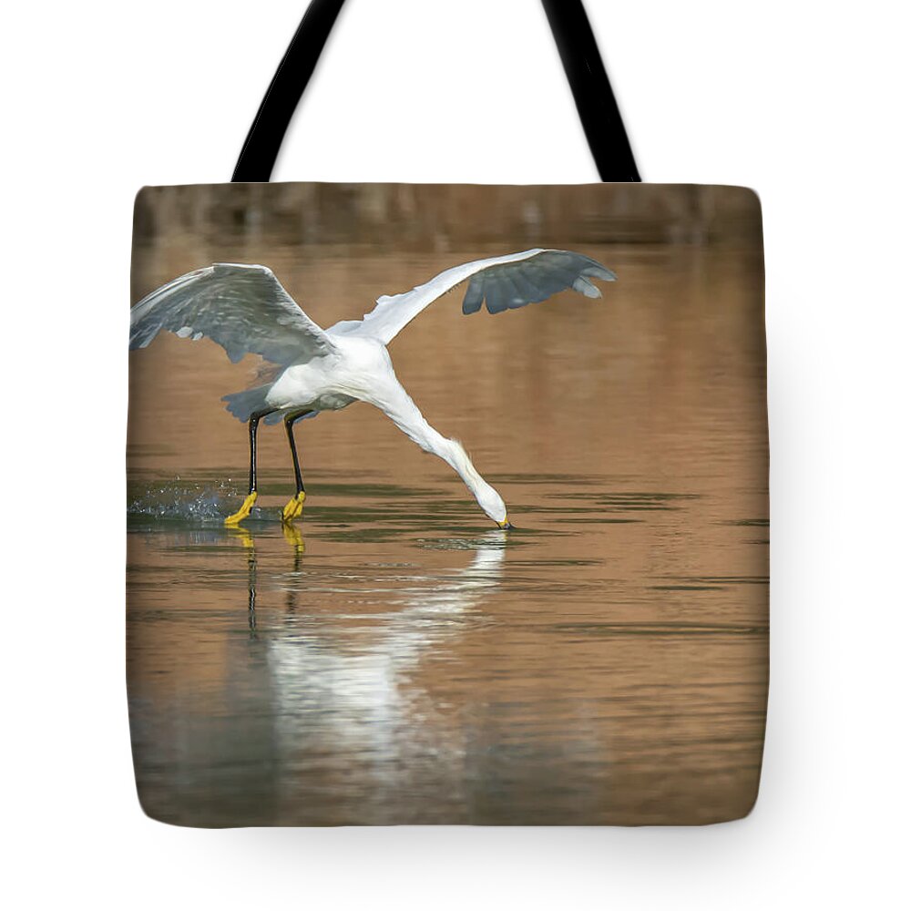 Snowy Tote Bag featuring the photograph Snowy Egret Fishing #3 by Tam Ryan