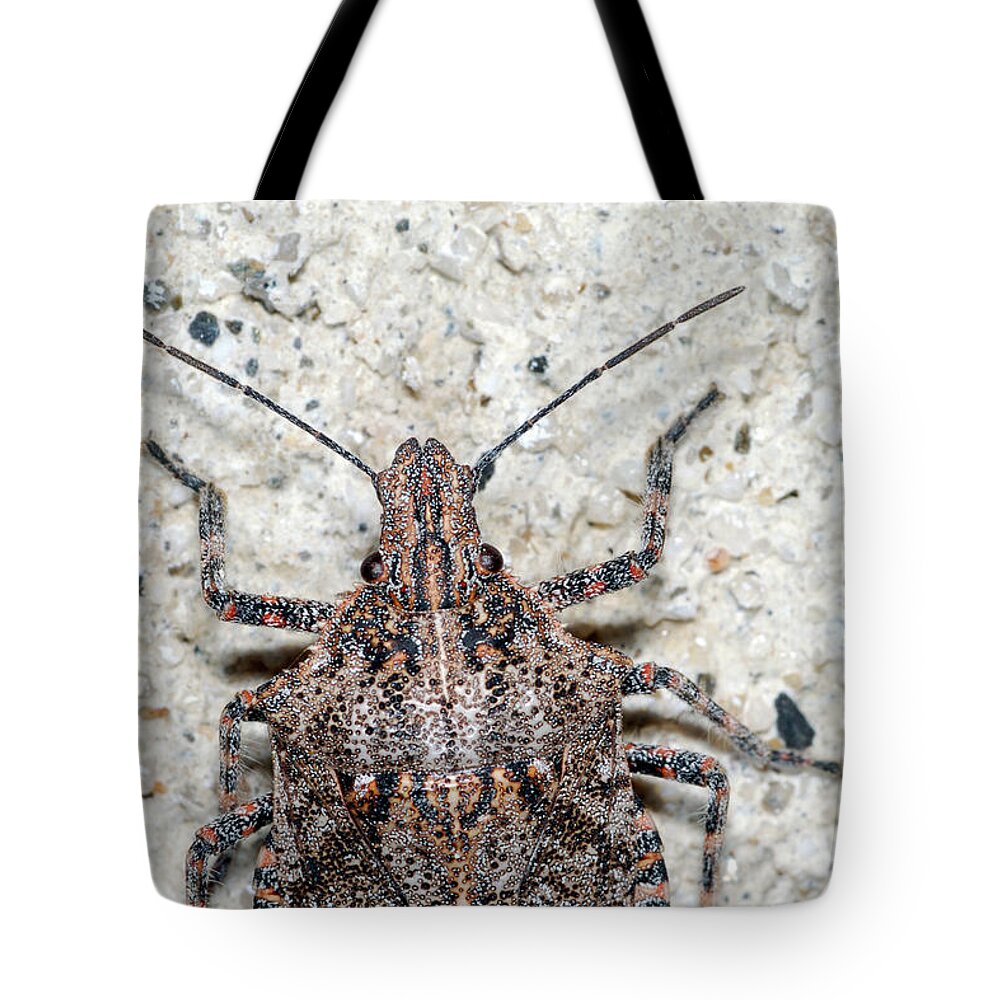 Stink Bug Tote Bag featuring the photograph Stink Bug #3 by Breck Bartholomew