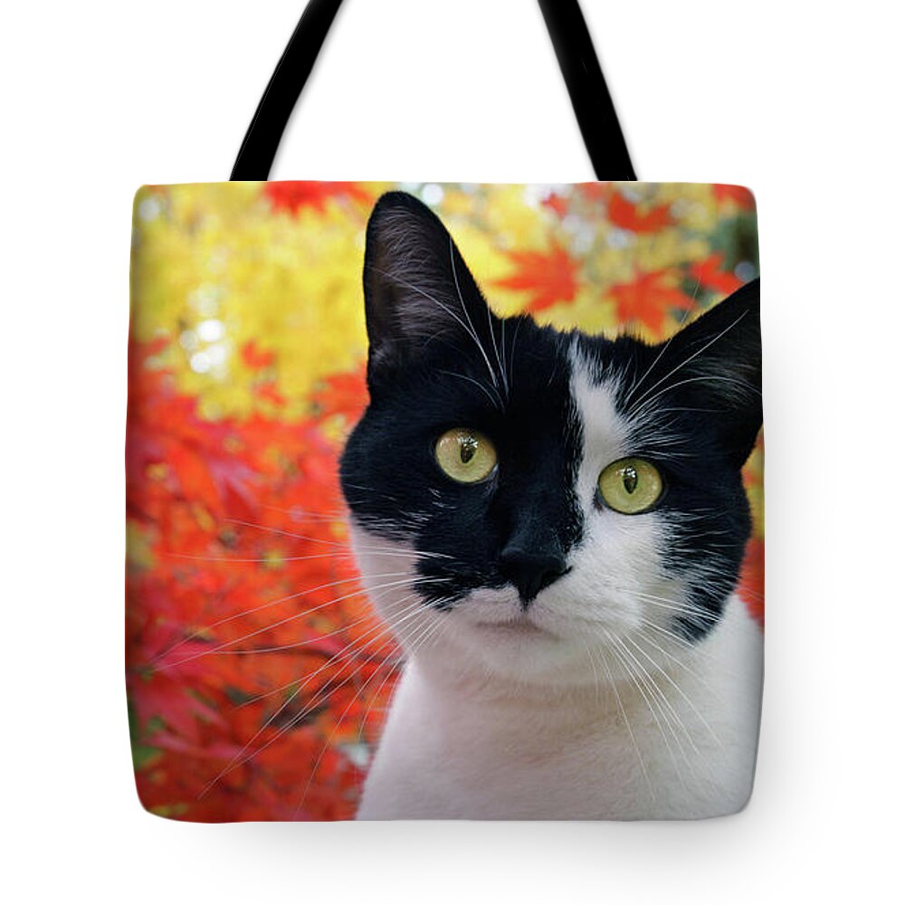 Cat Tote Bag featuring the photograph Cat #303 by Jackie Russo