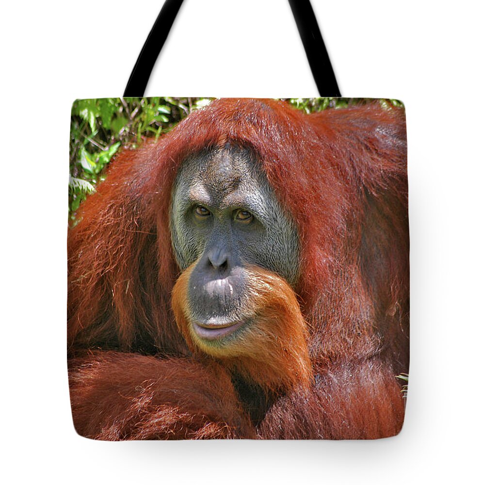 Bonnie Tote Bag featuring the photograph 31- Orangutan by Joseph Keane