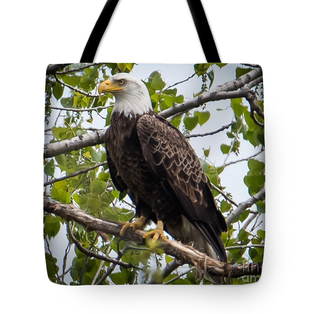 Bald Eagle Tote Bag featuring the photograph Bald Eagle #34 by Ronald Grogan
