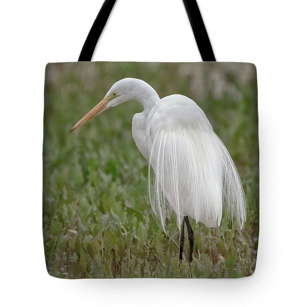 Great Tote Bag featuring the photograph Great Egret #36 by Tam Ryan
