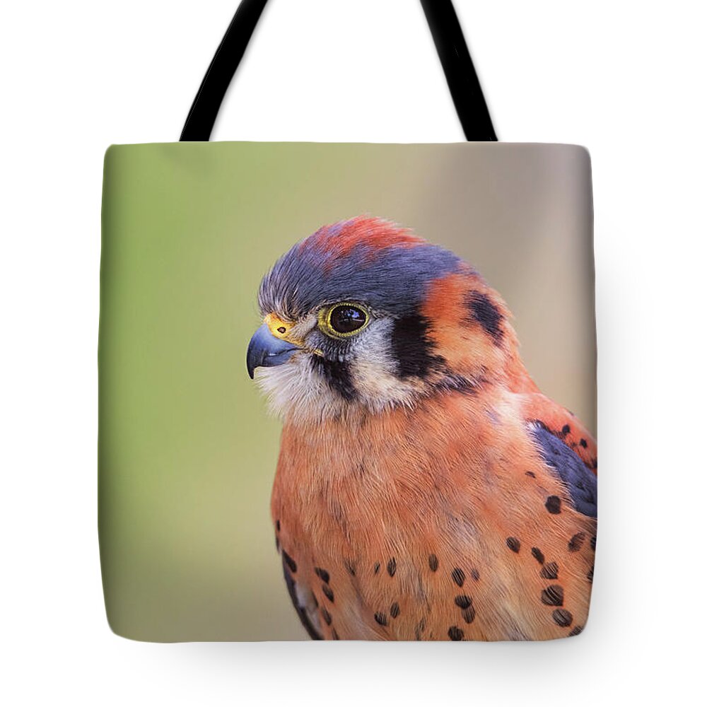 Animal Tote Bag featuring the photograph American Kestrel #4 by Brian Cross