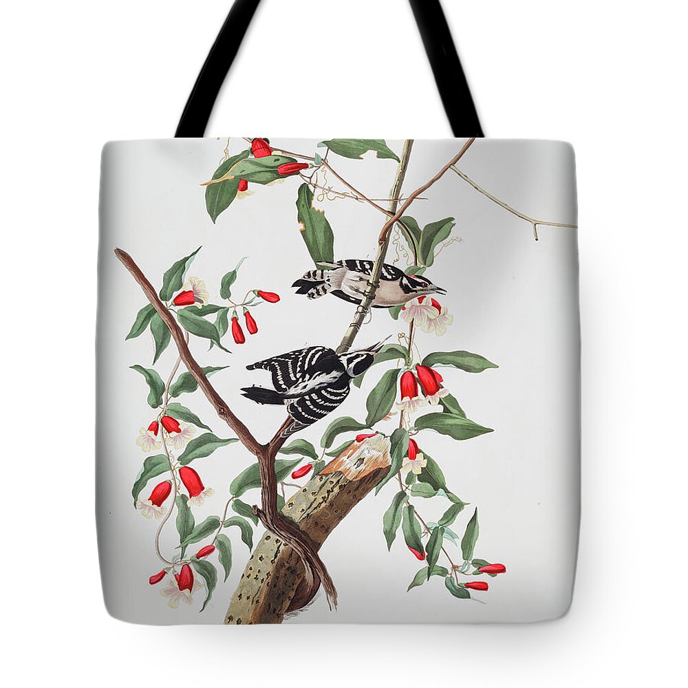 Downy Woodpecker Tote Bag featuring the painting Downy Woodpecker #4 by John James Audubon