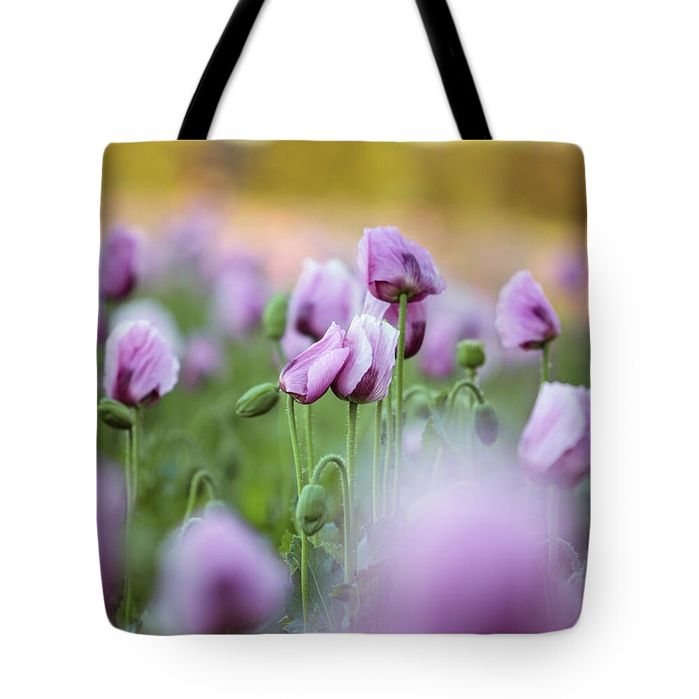 Palatinate Tote Bag featuring the photograph Lilac Poppy Flowers by Nailia Schwarz
