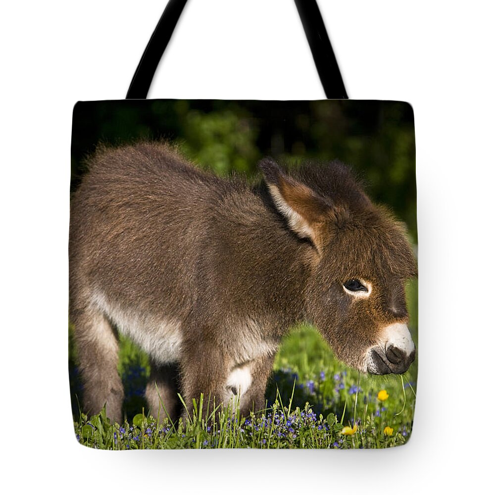Miniature Donkey Tote Bag featuring the photograph Miniature Donkey Foal #4 by Jean-Louis Klein & Marie-Luce Hubert