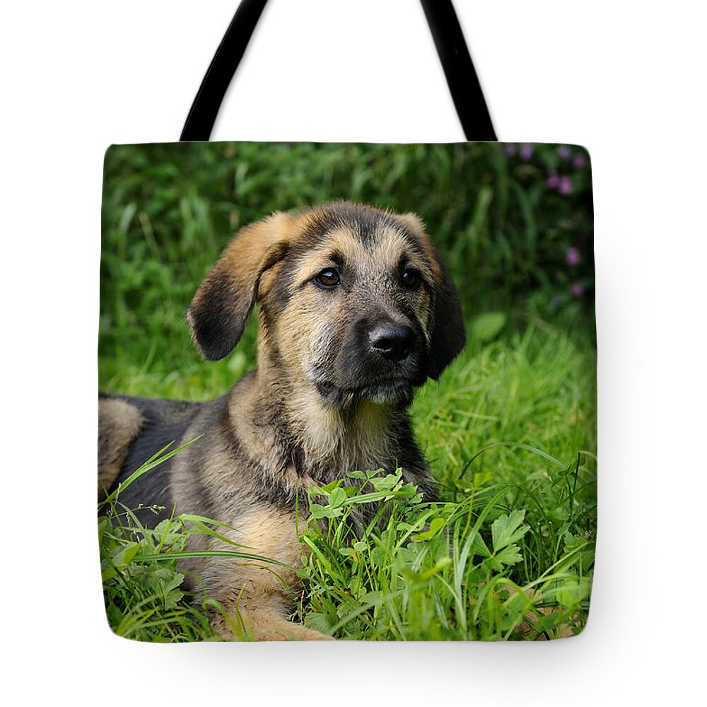 Dog Tote Bag featuring the photograph Mixed-breed Puppy #4 by David & Micha Sheldon