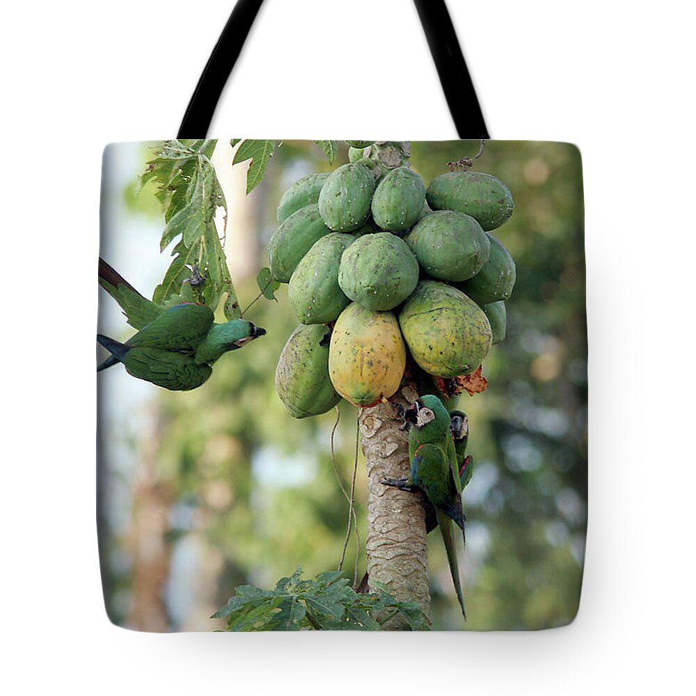 Parrot Tote Bag featuring the photograph Parrot #4 by Jackie Russo
