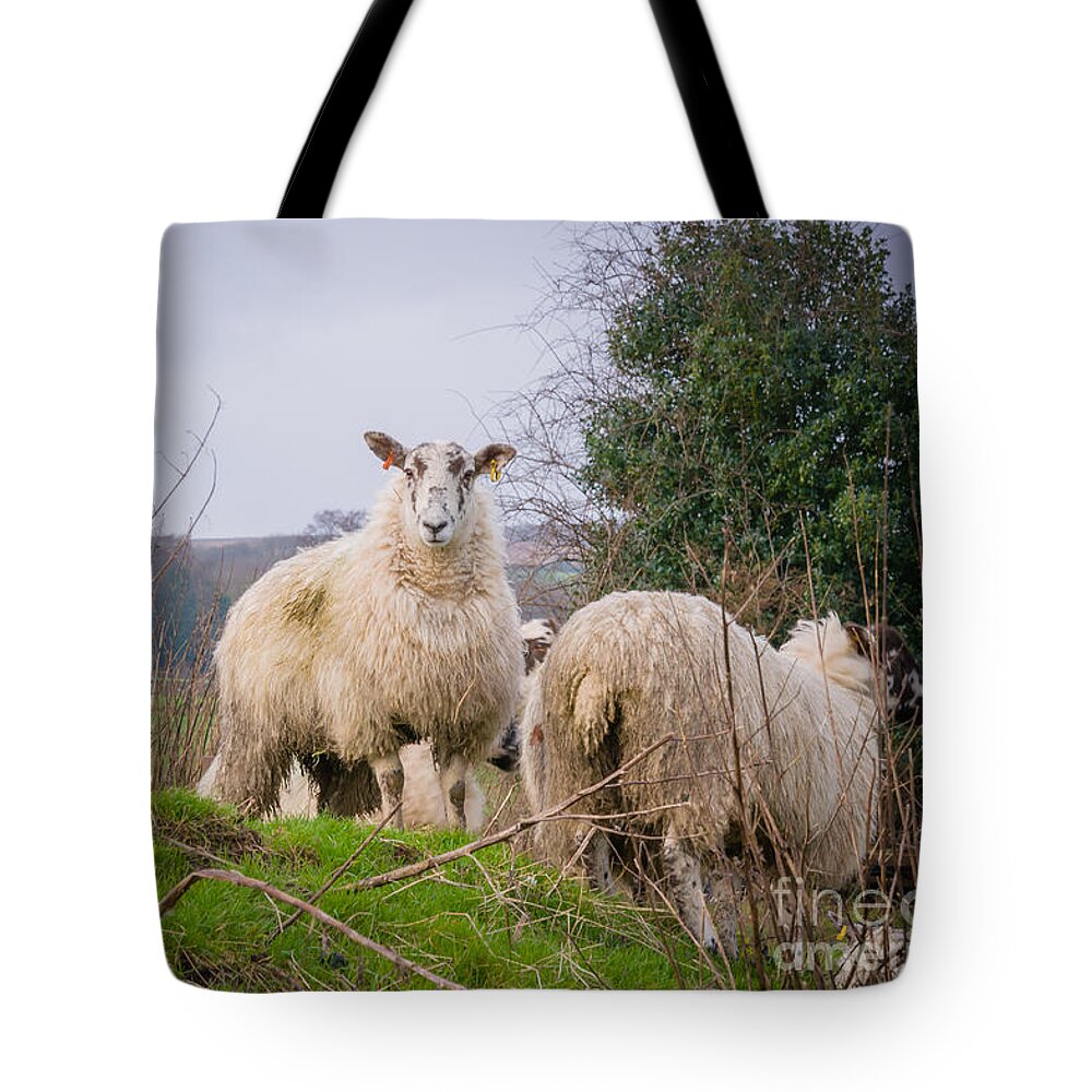 Blubberhouses Tote Bag featuring the photograph Sheep #4 by Mariusz Talarek