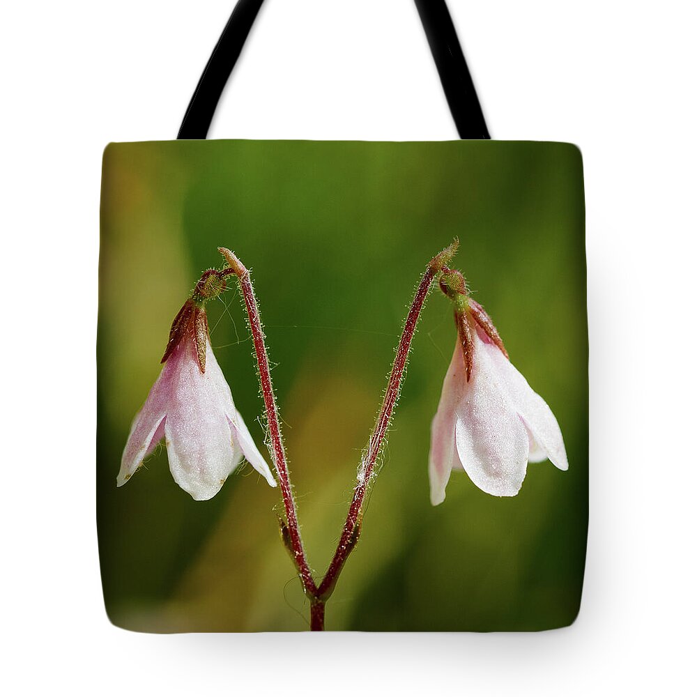 Finland Tote Bag featuring the photograph Twinflower #3 by Jouko Lehto