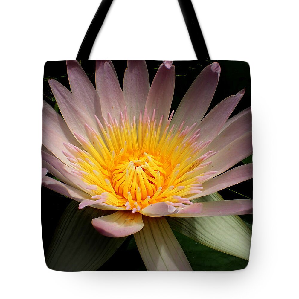 Nymphaeaceae Tote Bag featuring the photograph Water Lily #4 by Farol Tomson