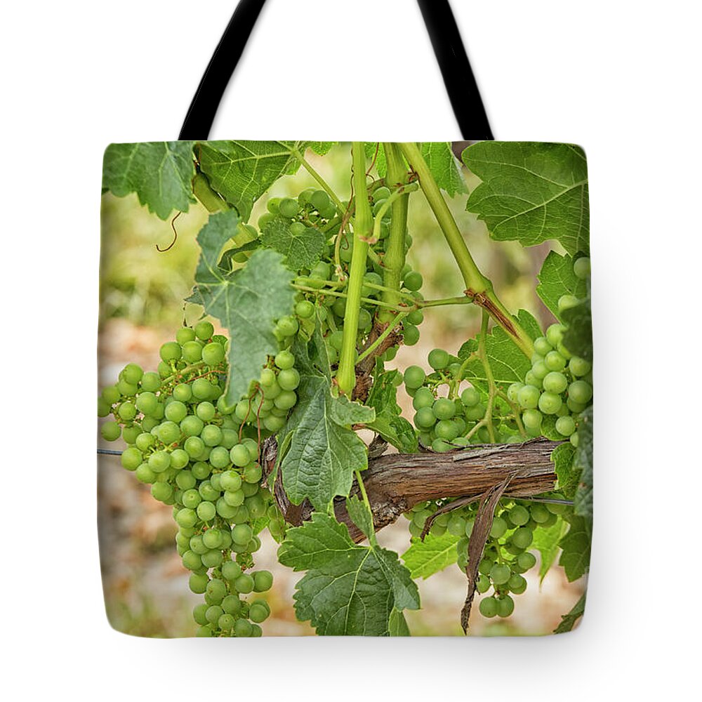 Agriculture Tote Bag featuring the photograph White grapes hanging in a vineyard by Patricia Hofmeester