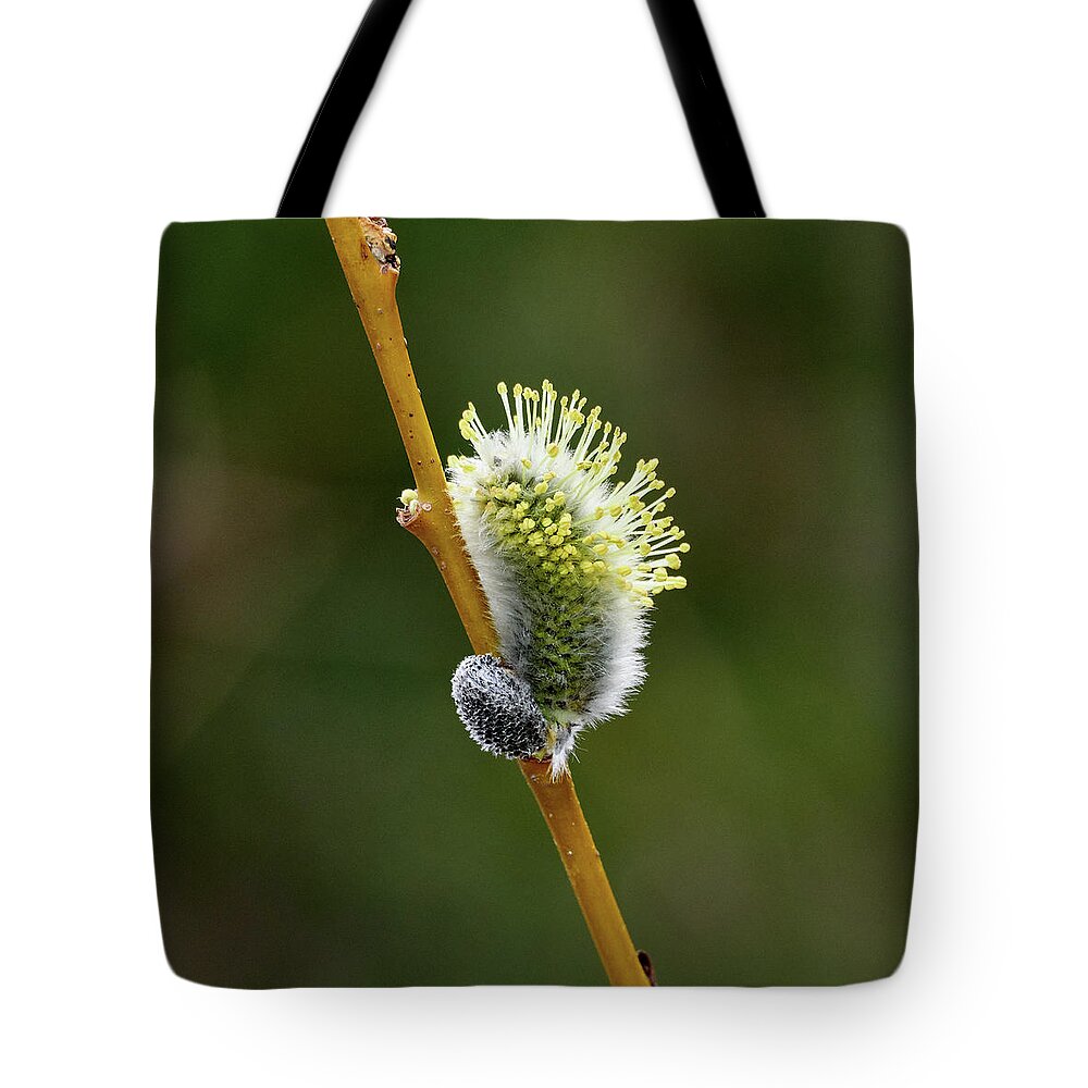 Finland Tote Bag featuring the photograph Willow Catkins #4 by Jouko Lehto