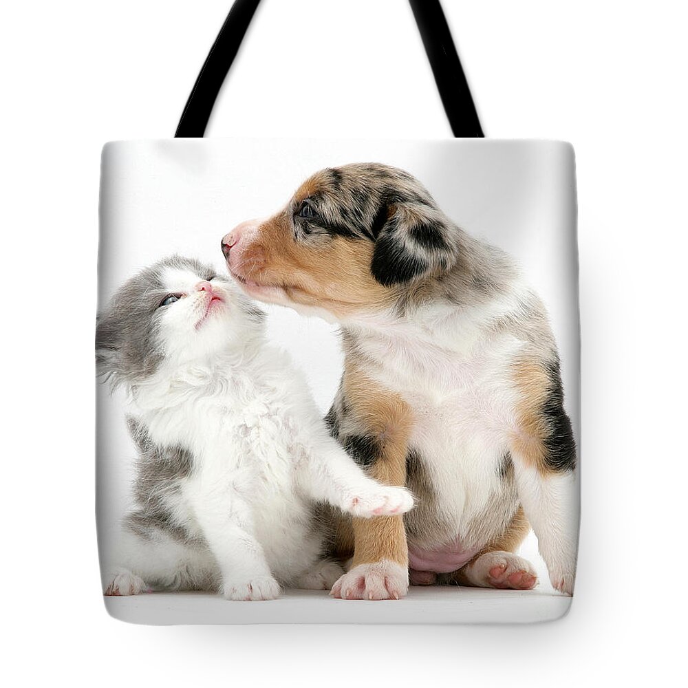 Border Collie Tote Bag featuring the photograph Border Collie And Kitten #5 by Jane Burton