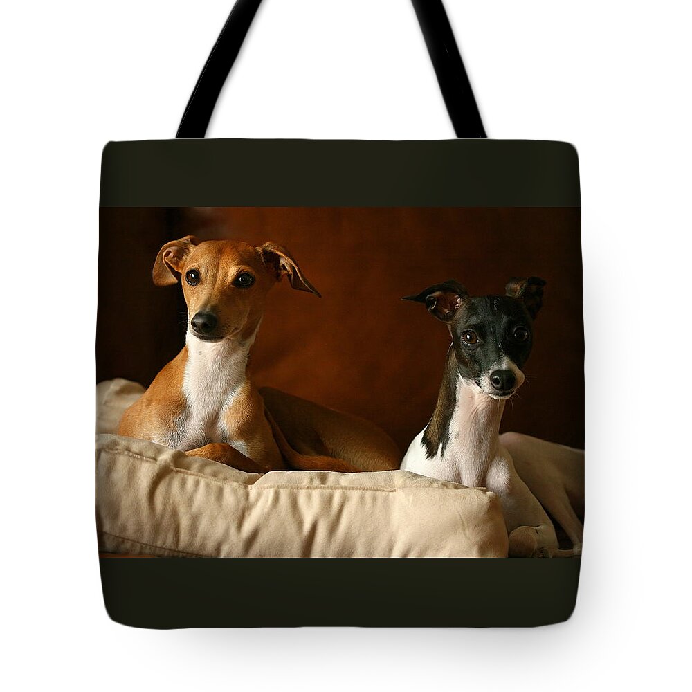 Editorial Tote Bag featuring the photograph Italian Greyhounds #3 by Angela Rath
