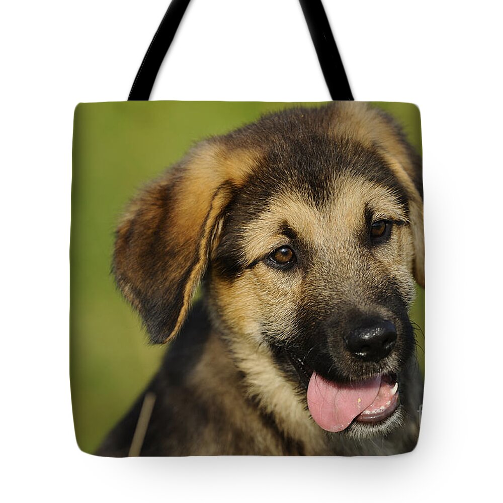 Dog Tote Bag featuring the photograph Mixed-breed Puppy #5 by David & Micha Sheldon