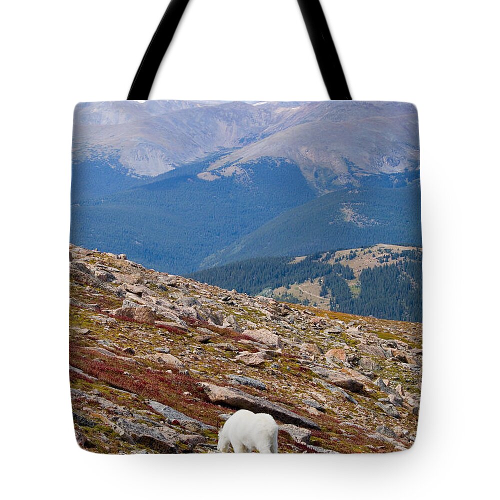 Goat Tote Bag featuring the photograph Mountain Goats on Mount Bierstadt in the Arapahoe National Forest #5 by Steven Krull