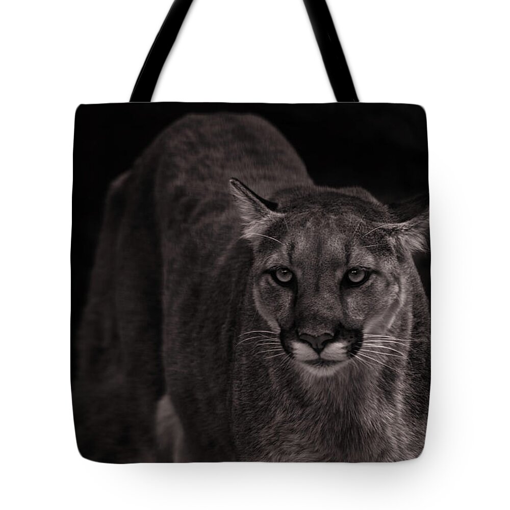 Animal Tote Bag featuring the photograph Mountain Lion #5 by Brian Cross