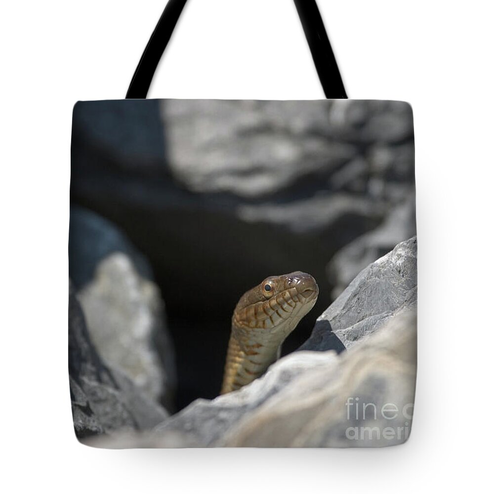 Nerodia Sipedon Tote Bag featuring the photograph Northern Water Snake Series 5 by Jeannette Hunt