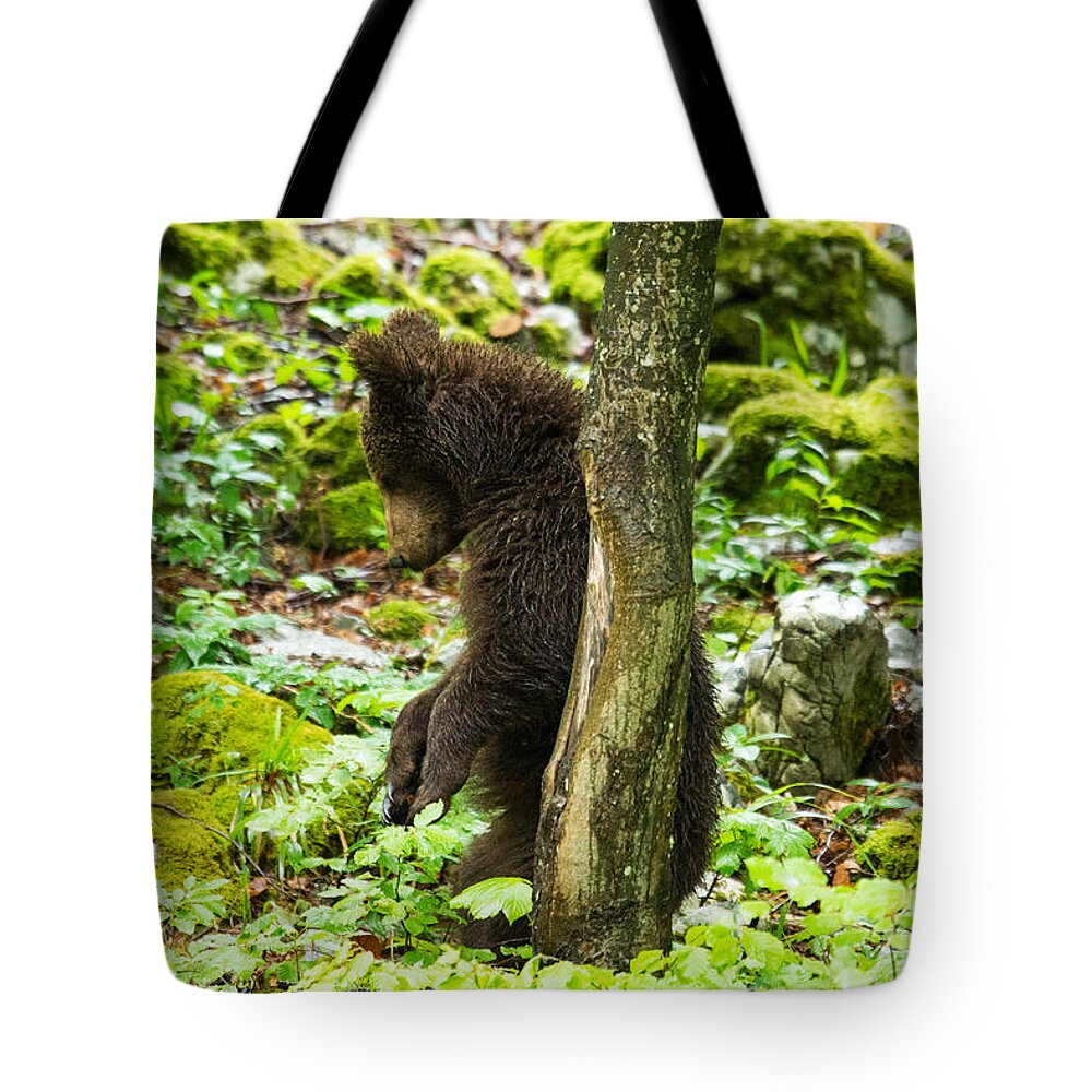 Brown Tote Bag featuring the photograph One year old Brown Bear in Slovenia #5 by Ian Middleton