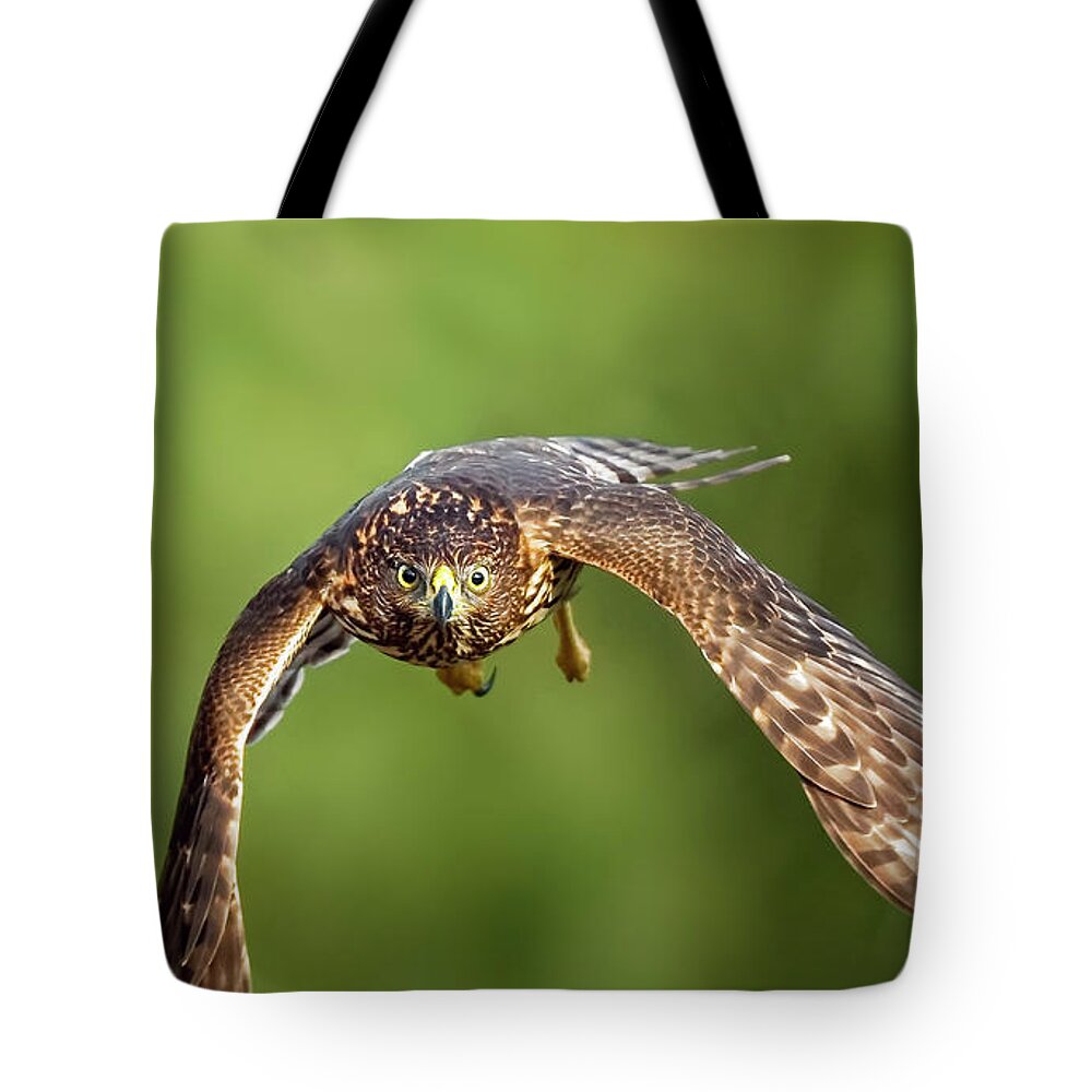 Amelia Island Tote Bag featuring the photograph Red-Tailed Hawk #5 by Peter Lakomy