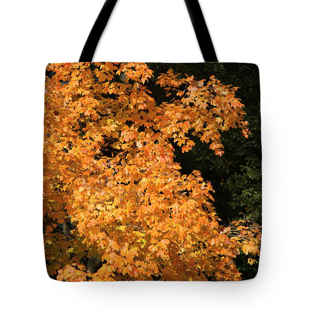 Reid Callaway Autumn Leave Images Tote Bag featuring the photograph Fall Leaves 5 Autumn Leaf Colors Art by Reid Callaway
