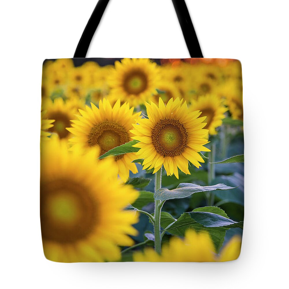 Ryan Heffron Tote Bag featuring the photograph Sunflower Sunset #5 by Ryan Heffron