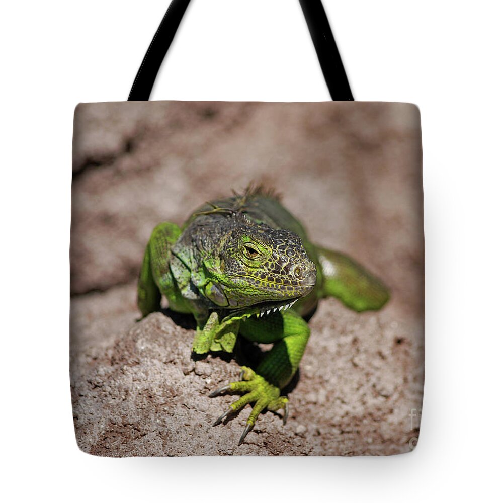 Green Iguana Tote Bag featuring the photograph 52- Green Iguana by Joseph Keane