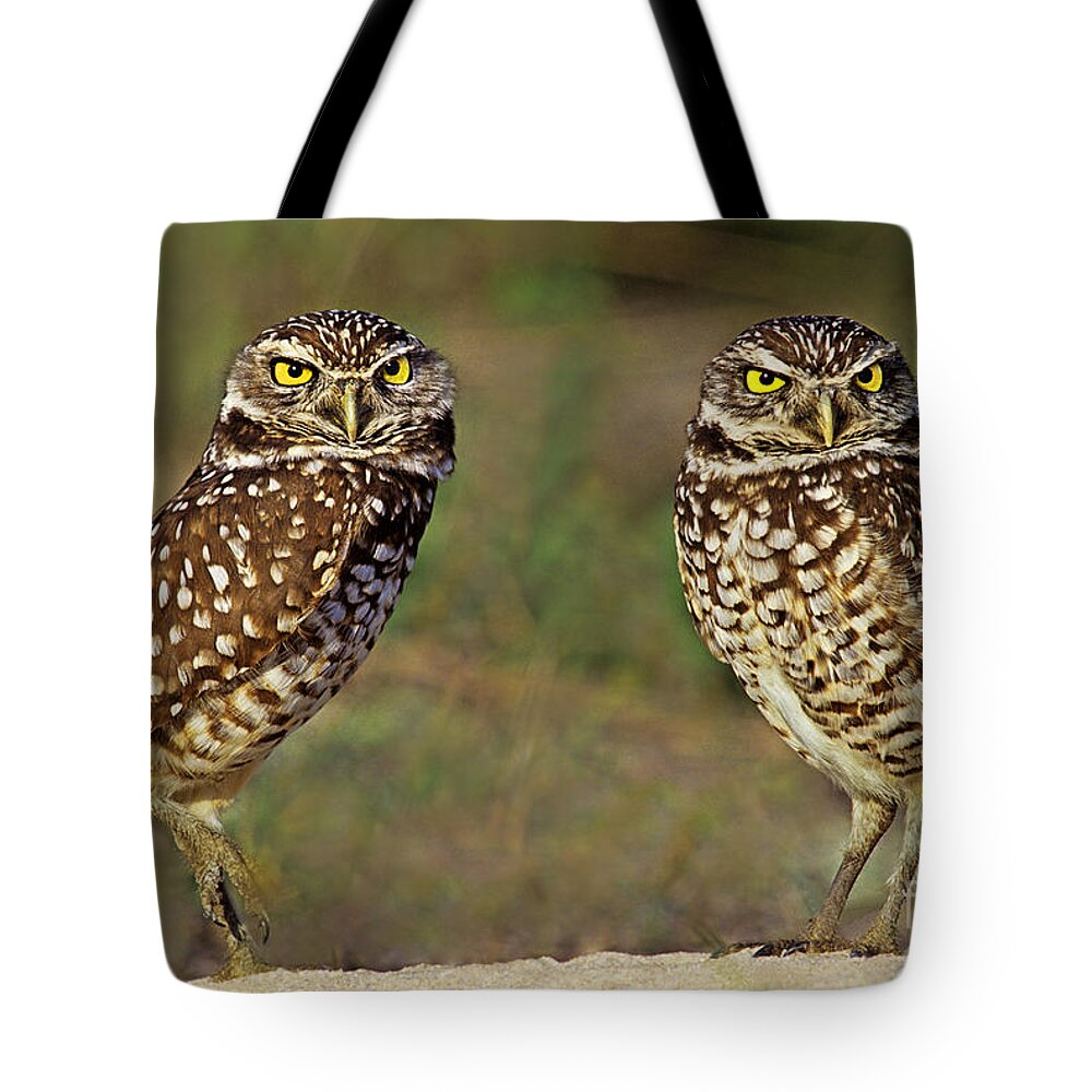 Dave Welling Tote Bag featuring the photograph 563977016 Burrowing Owls Athene Cunicularia Wild Florida by Dave Welling