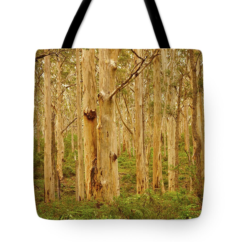 Portrait Tote Bag featuring the photograph Boranup Forest II #6 by Cassandra Buckley
