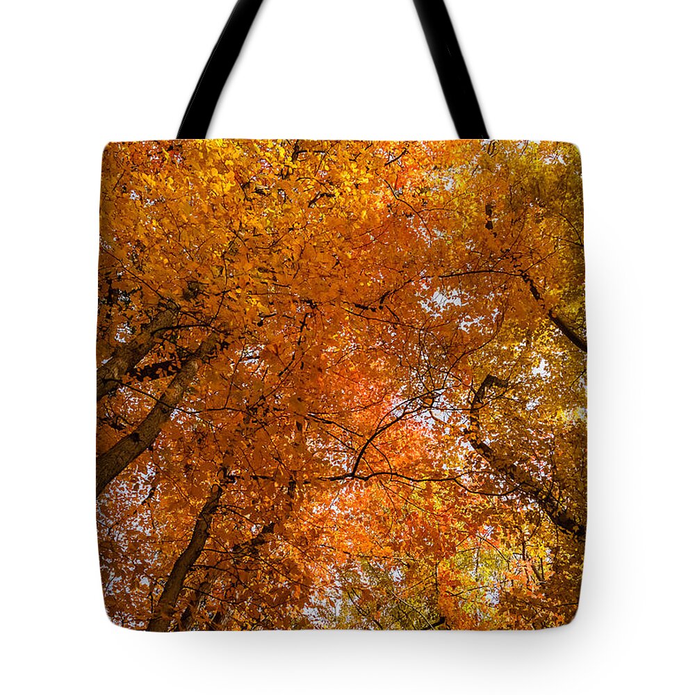 Park Tote Bag featuring the photograph Fall foliage #6 by SAURAVphoto Online Store
