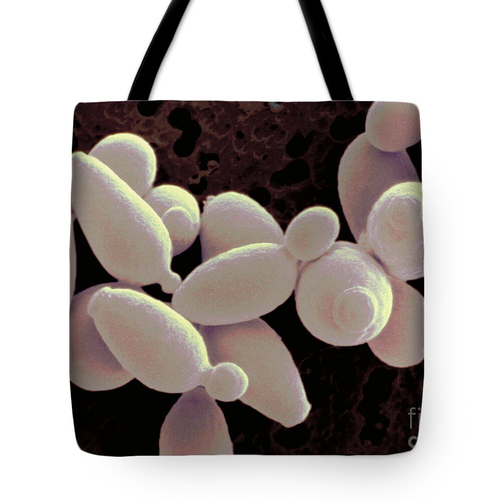 Saccharomyces Cerevisiae Tote Bag featuring the photograph Saccharomyces Cerevisiae #6 by Scimat