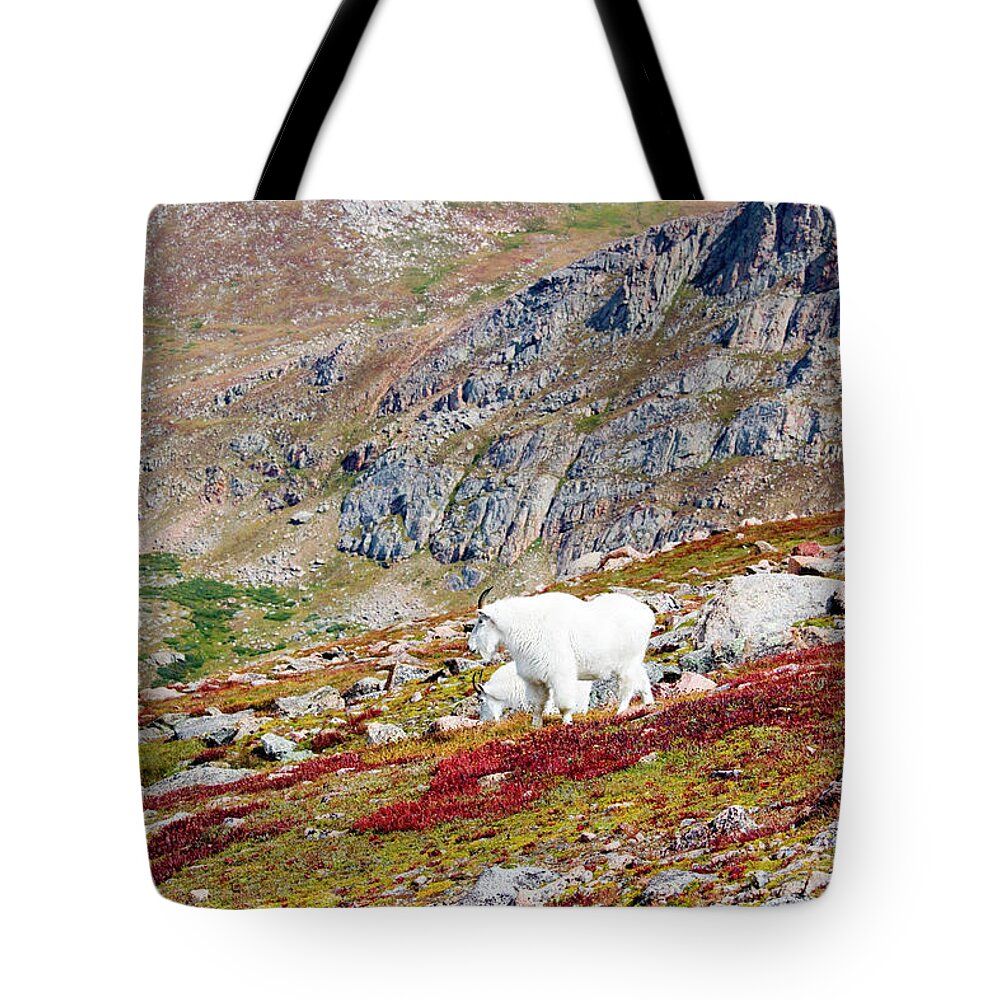 Goat Tote Bag featuring the photograph Mountain Goats on Mount Bierstadt in the Arapahoe National Fores #7 by Steven Krull