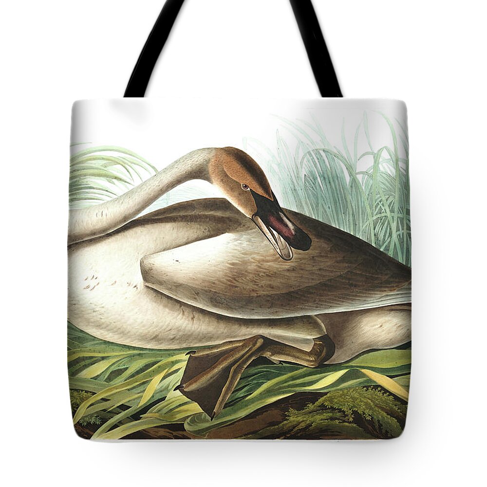 Trumpeter Swan Tote Bag featuring the painting Trumpeter Swan #7 by John James Audubon