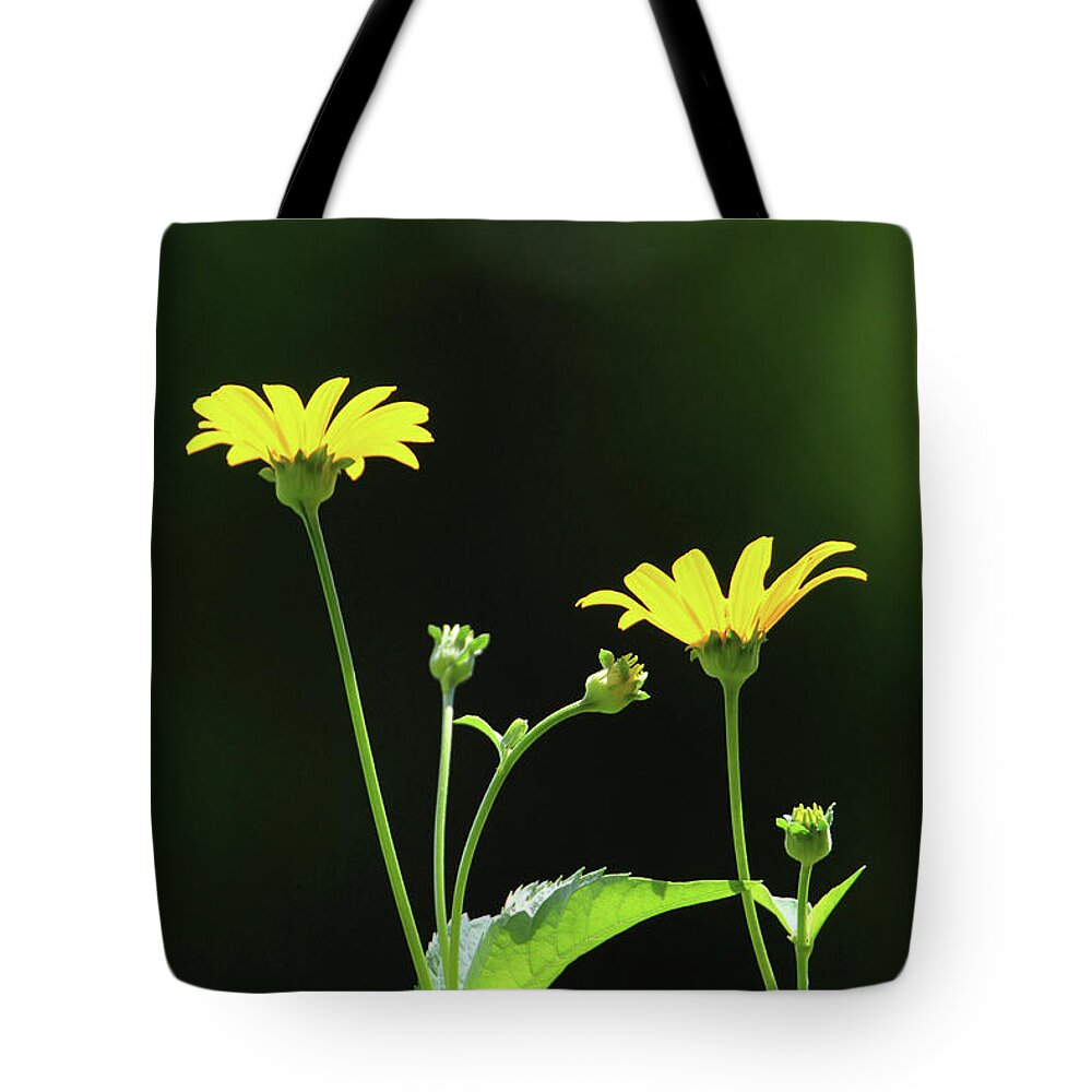 Wild Sunflowers Tote Bag featuring the photograph Wild Sunflower Stony Brook New York #7 by Bob Savage