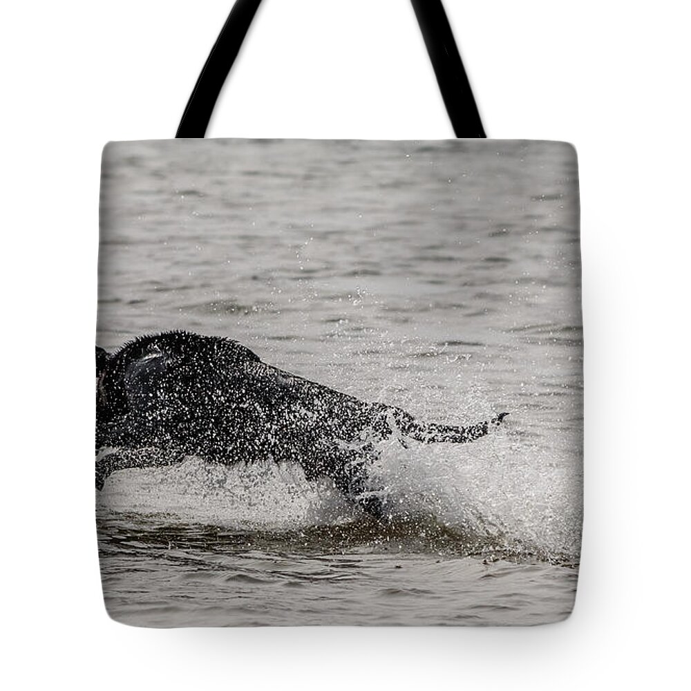 Black Dog Tote Bag featuring the photograph Dog playing in water #8 by SAURAVphoto Online Store