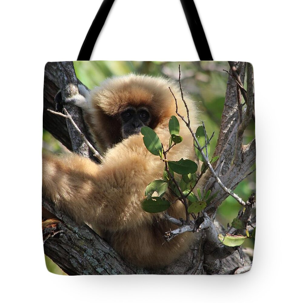 Wild Animals Tote Bag featuring the photograph Naples FL #8 by Donn Ingemie