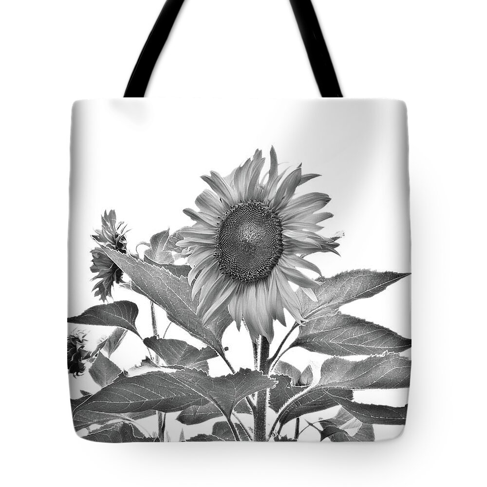 Sunflower Tote Bag featuring the photograph Sunflower #8 by Cesar Vieira