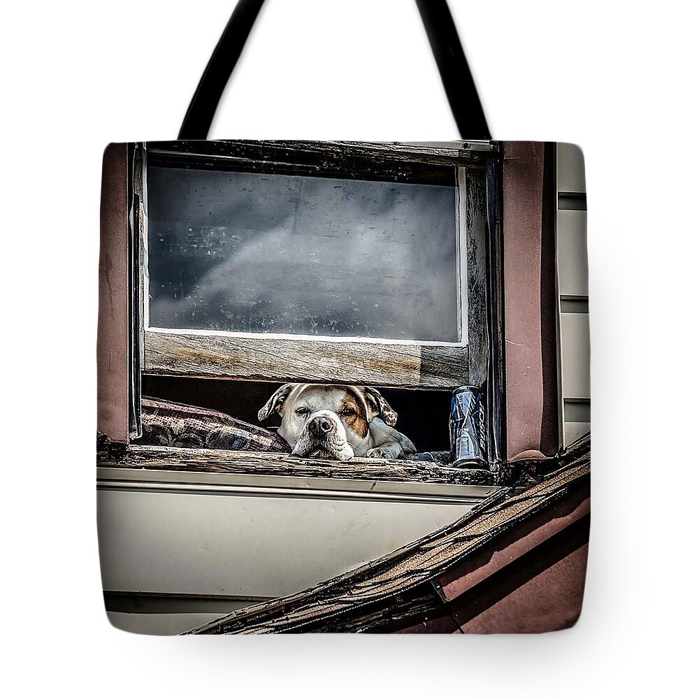 Dog Tote Bag featuring the photograph Dog #89 by Mariel Mcmeeking