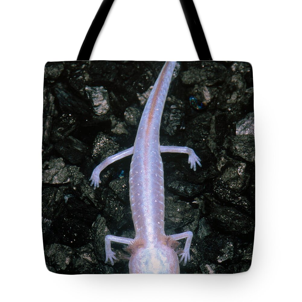 Fauna Tote Bag featuring the photograph Austin Blind Salamander #9 by Dante Fenolio