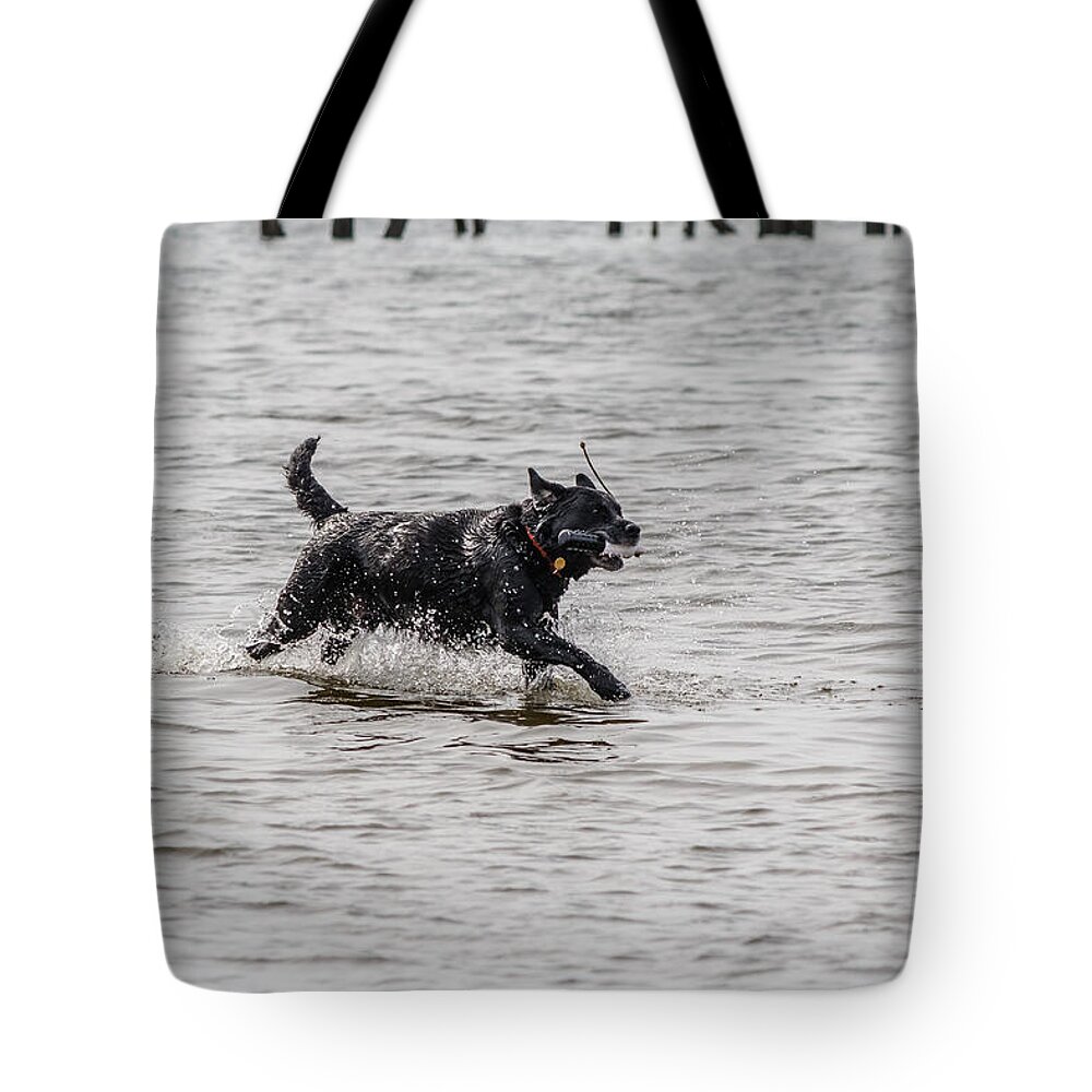 Black Dog Tote Bag featuring the photograph Dog playing in water #9 by SAURAVphoto Online Store