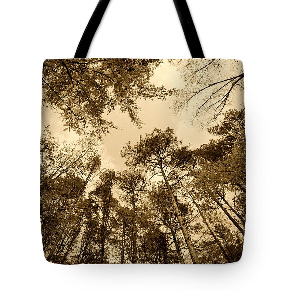 Trees Tote Bag featuring the photograph Scenic Forest Trees from East Texas Photograph Picture Fine Art #9 by M K Miller