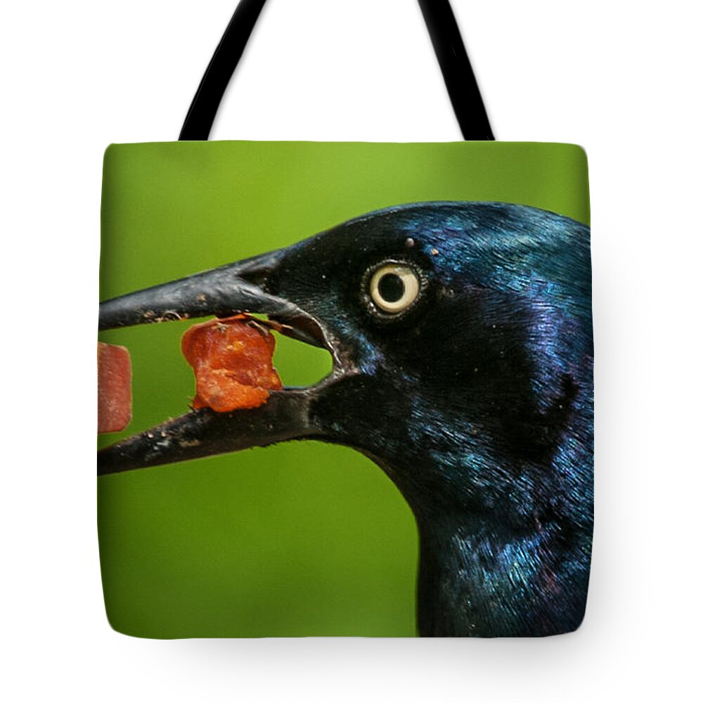Alexandria Tote Bag featuring the photograph A Balanced Meal For a Grackle by Jim Moore